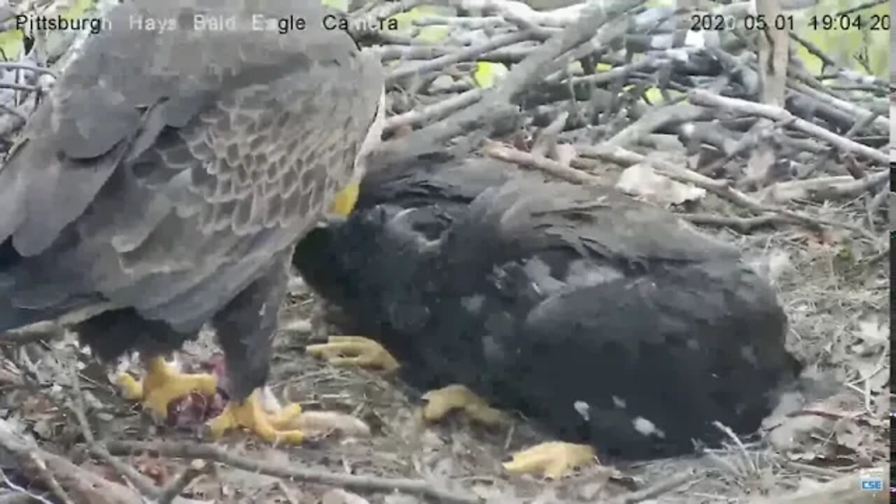 Hays Eagles nest "I can't believe I ate the whole thing" 5.01.20