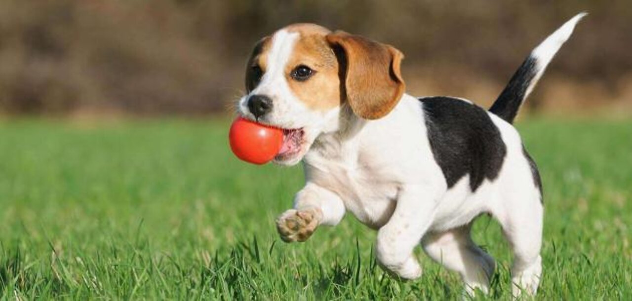 Puppy Dog Playful Beach Sand Play Canine Pet