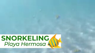 GOPRO // Snorkel With The Fish In Playa Hermosa [2021] #puravida