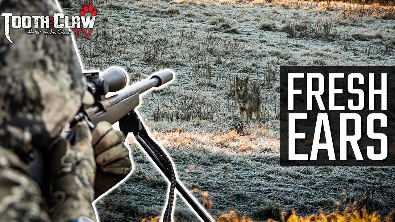 Fresh Ears - Coyote Hunting