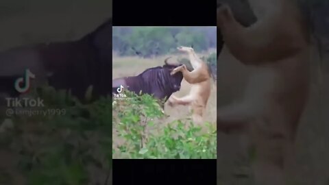 أسد يعلق في قرن ثور