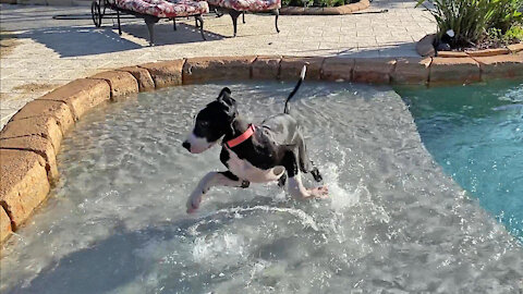 Puppy plays in the pool for the very first time