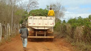 Cerca viva tóxica Avelóz Pecado pelado