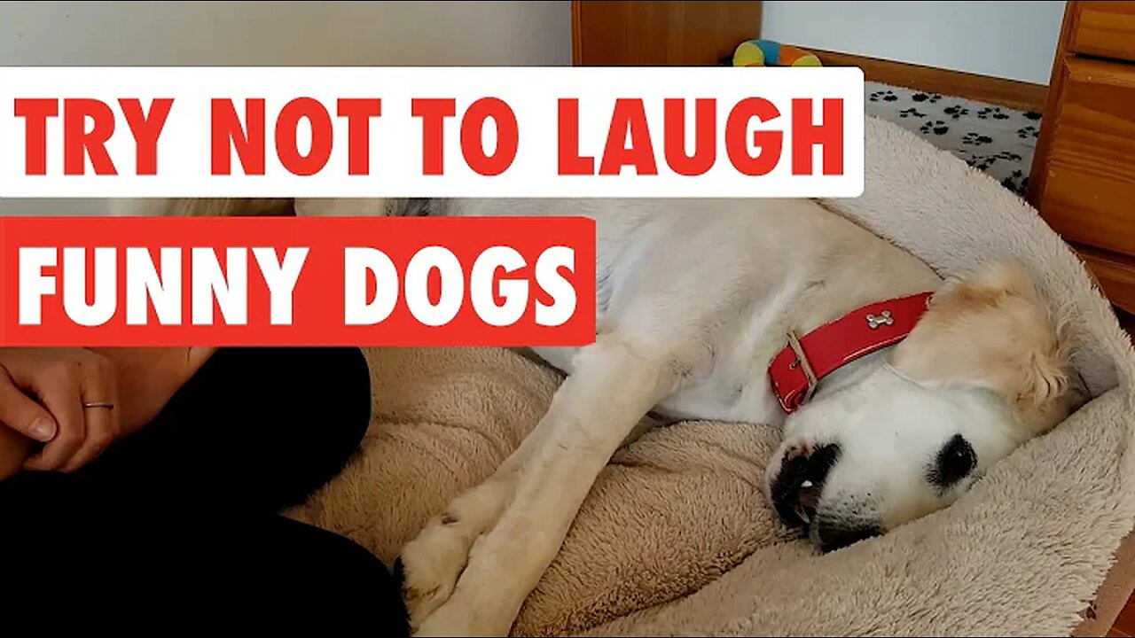 Try Not To Laugh | Funny Dog Video Compilation 2017