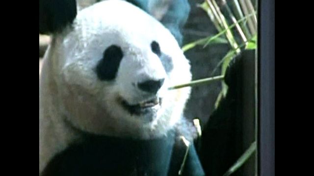 Giant Pandas Make Tokyo Debut