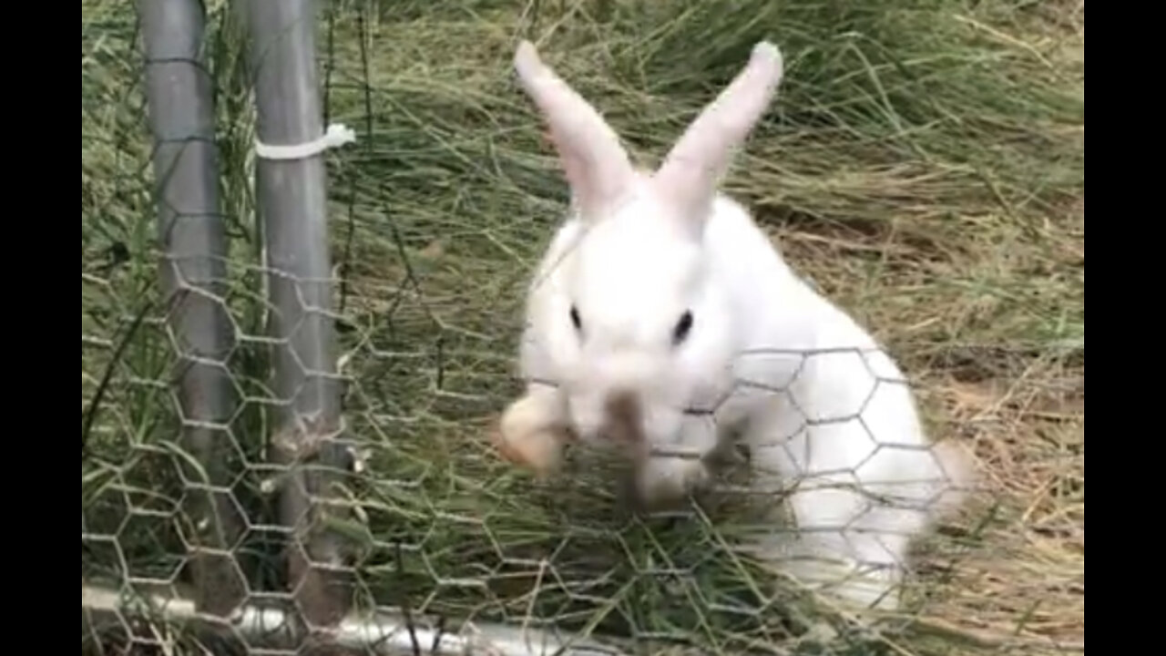 Marie 🐰 escapes the Matrix