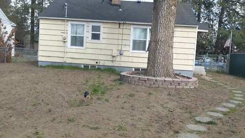 Chasing the squirrel around the tree