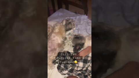 Shih Tzu Puppies time for Bed😴