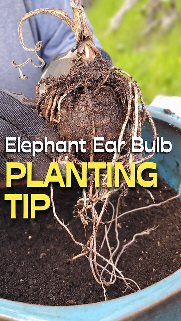 The Correct Way to Plant Elephant Ear Bulbs