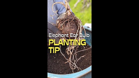 The Correct Way to Plant Elephant Ear Bulbs