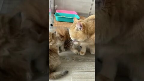 😻😻💓
