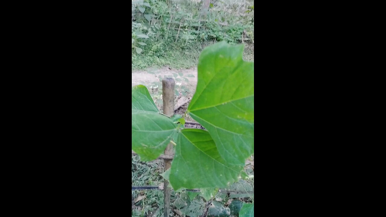 Unveiling the wonders of the Indian kudzu