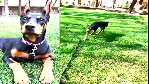 superman's dog