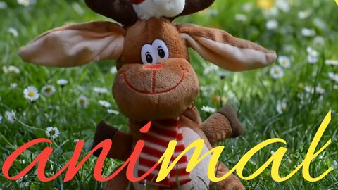 Video cartoon animal video