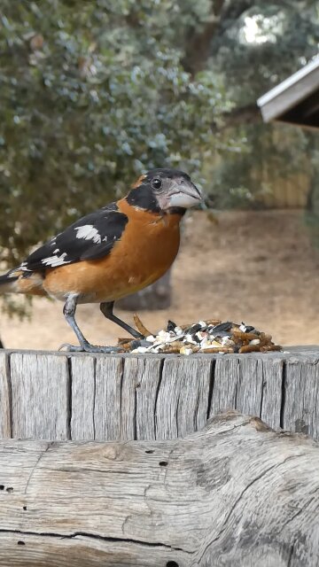 Black-headed Grosbeak🐦Suppertime Seed Munch