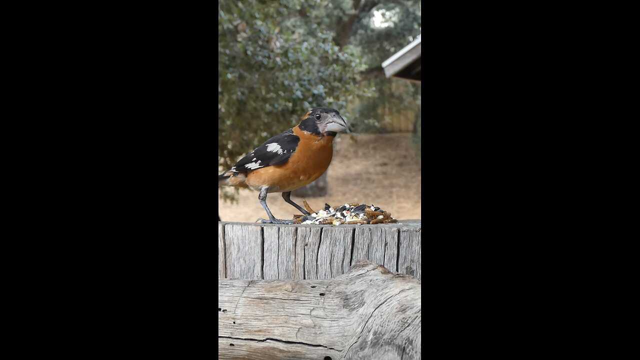 Black-headed Grosbeak🐦Suppertime Seed Munch