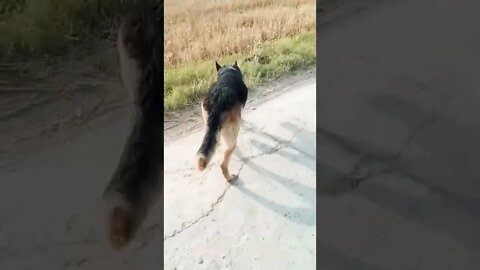 dog power #rudrakrishna #dogpower #shorts #reels #reel #rudrakhatanagurjjar