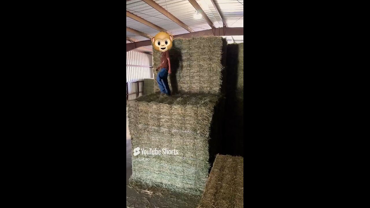 Don’t tell osha🤫gymnastics in the barn at work. #mus #funny #rap #funnyrap #work #cowboys