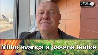 Milho avança a passos lentos