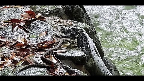 山棟蛇 A Tiger Keelback snake encounter, Japan