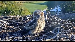 Beak Cleaning and Looking Cute 🦉 4/11/22 18:05