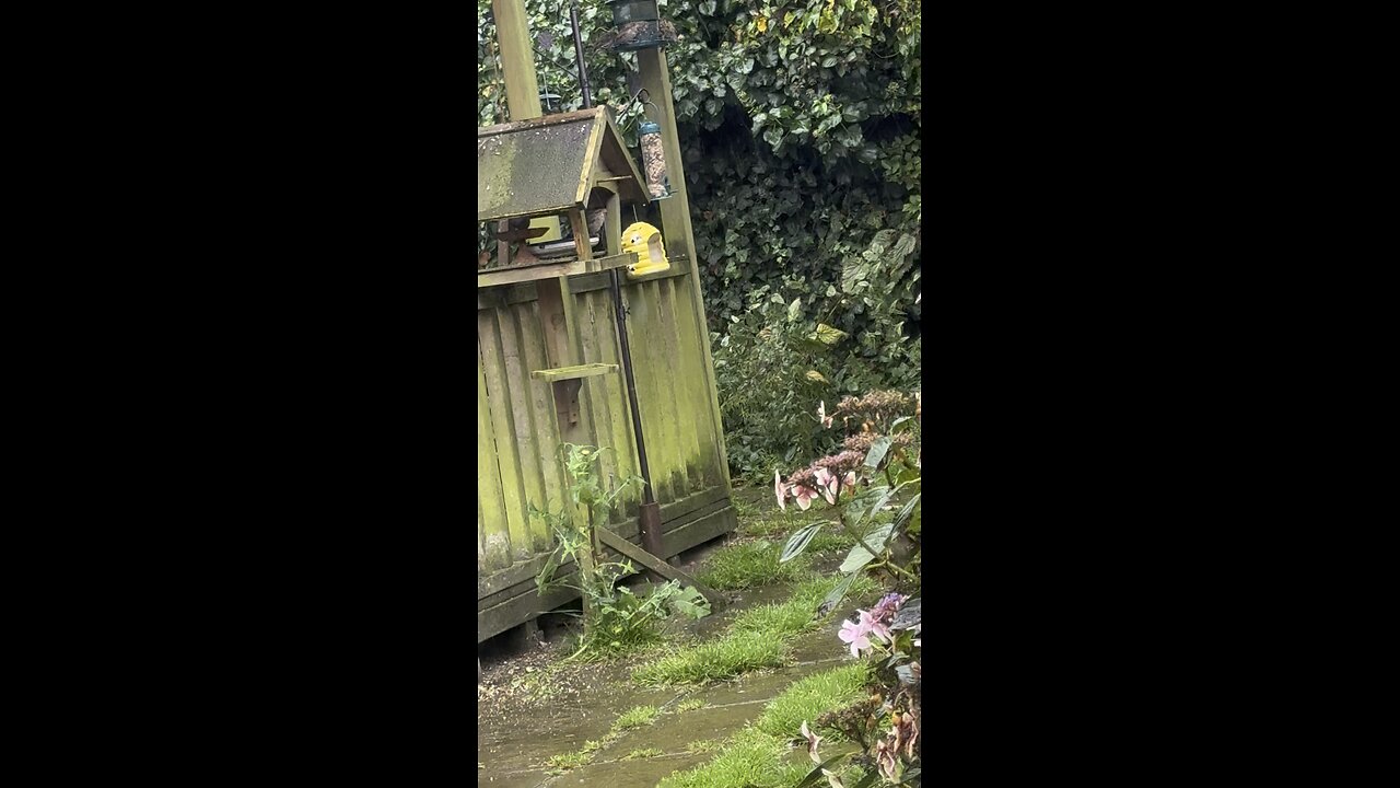 A little garden stream