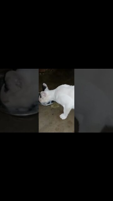 cute cat drinking milk|Excuse me? Nibbling kitten 🐈| pet videos | urfun |#shorts #cat #trending