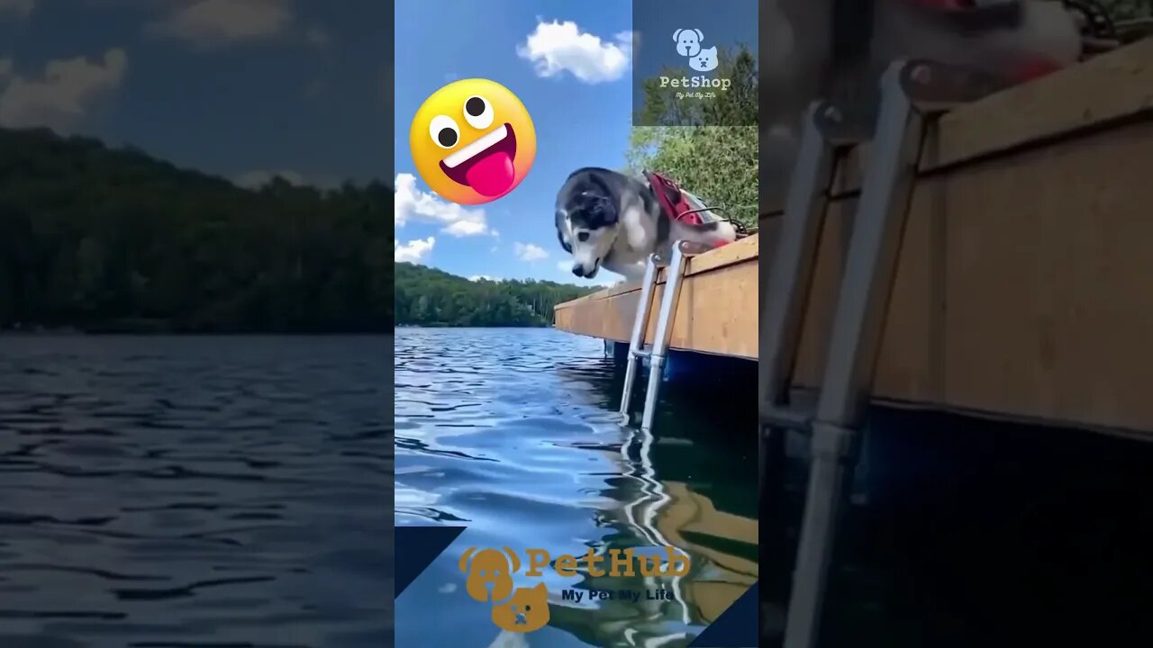 Funny Pet Videos | #funnyvideos #pets #pet #dog #doglover #petlovers #pet | #shorts