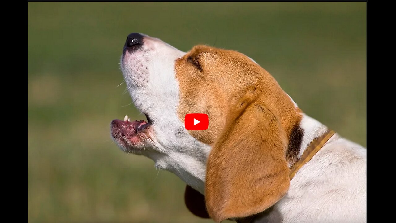 Unbelievable Video of Cat and Dog Friendship - You Won't Believe What Happens Next!