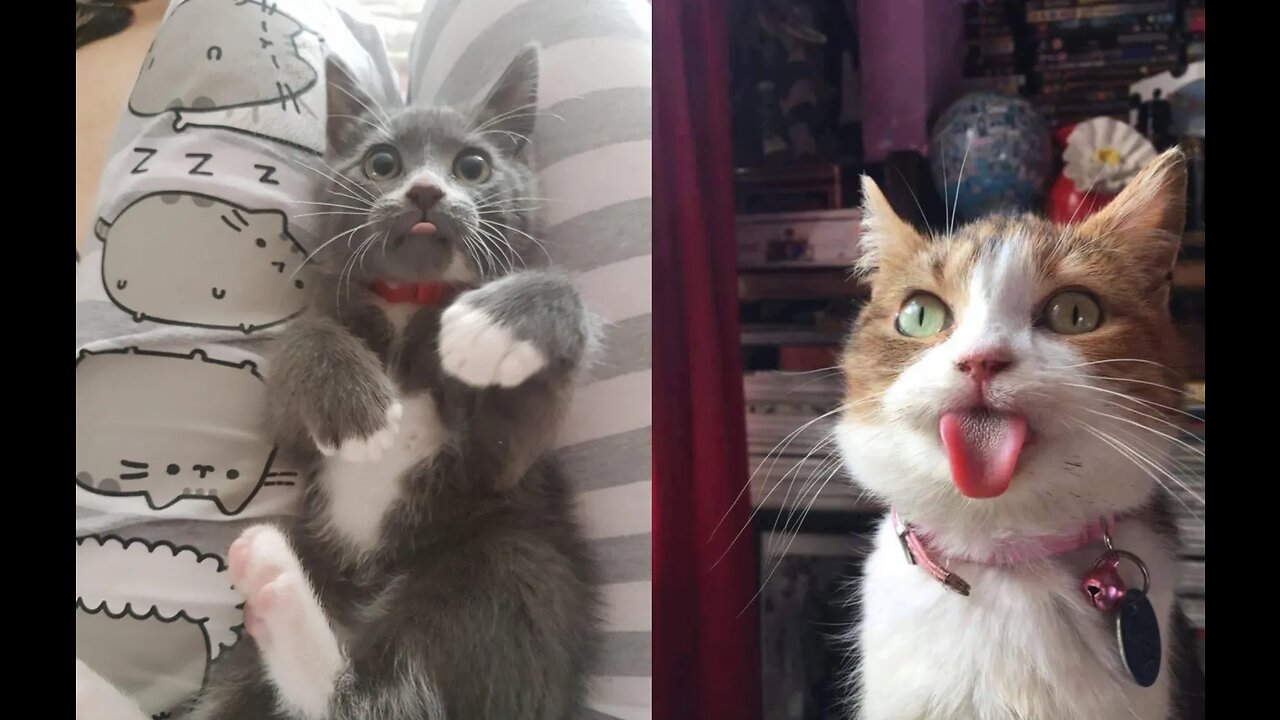 Funny Cuteš¹Cats Combinationš»