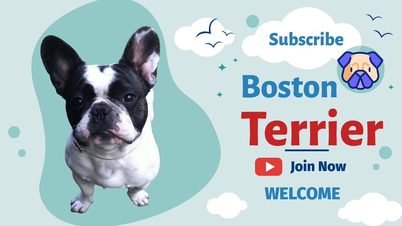 Boston Terrier Dog Breed Information - Everything You Need to Know