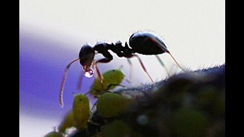 Little strong ant