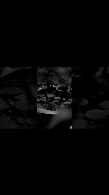 Som de Chuva para Status