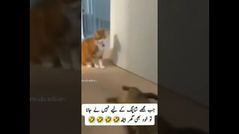 Cat slapped will make your day🤣🤣