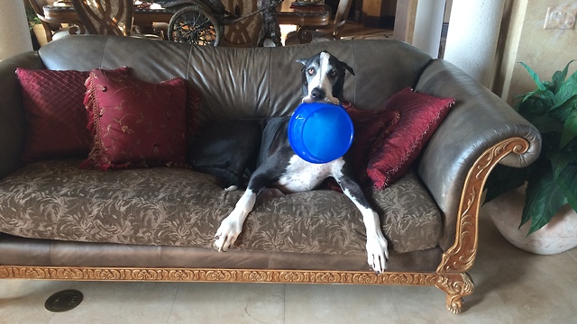 Funny Great Dane carries dog bowl around the house