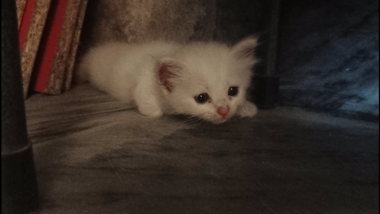 Persian cat playing at late night