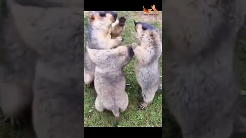 wow what lovely animals 😂love among😍 #funny animals #animalsvideo #Petsandwild #shorts