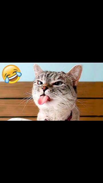 Funny cute dog & cat.....