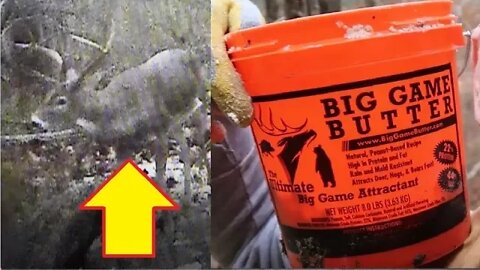 BIG GAME BUTTER - TRAIL CAMERA FOOTAGE!!!