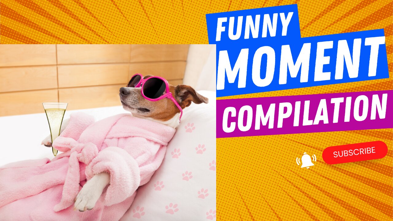 How Cats and Dogs Turned our Home into a Comedy Show: Hilarious Moments Caught on Camera