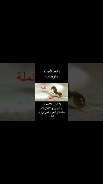 الابجدية الانجليزية كما لم تسمعها من قبل - Alphabet #shorts