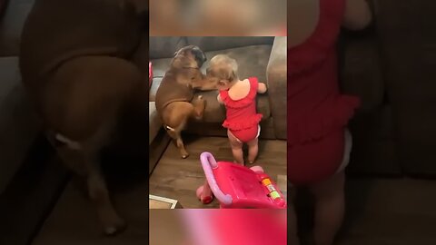 Funny cat and dogs 😂😂 #funnyanimals #shorts #cat #pets #dog