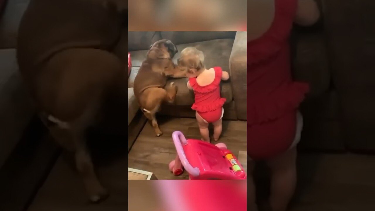 Funny cat and dogs 😂😂 #funnyanimals #shorts #cat #pets #dog