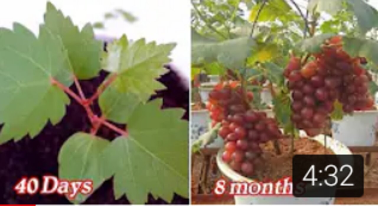 Growing Grapes From Seeds is Very Easy With These 3 Steps