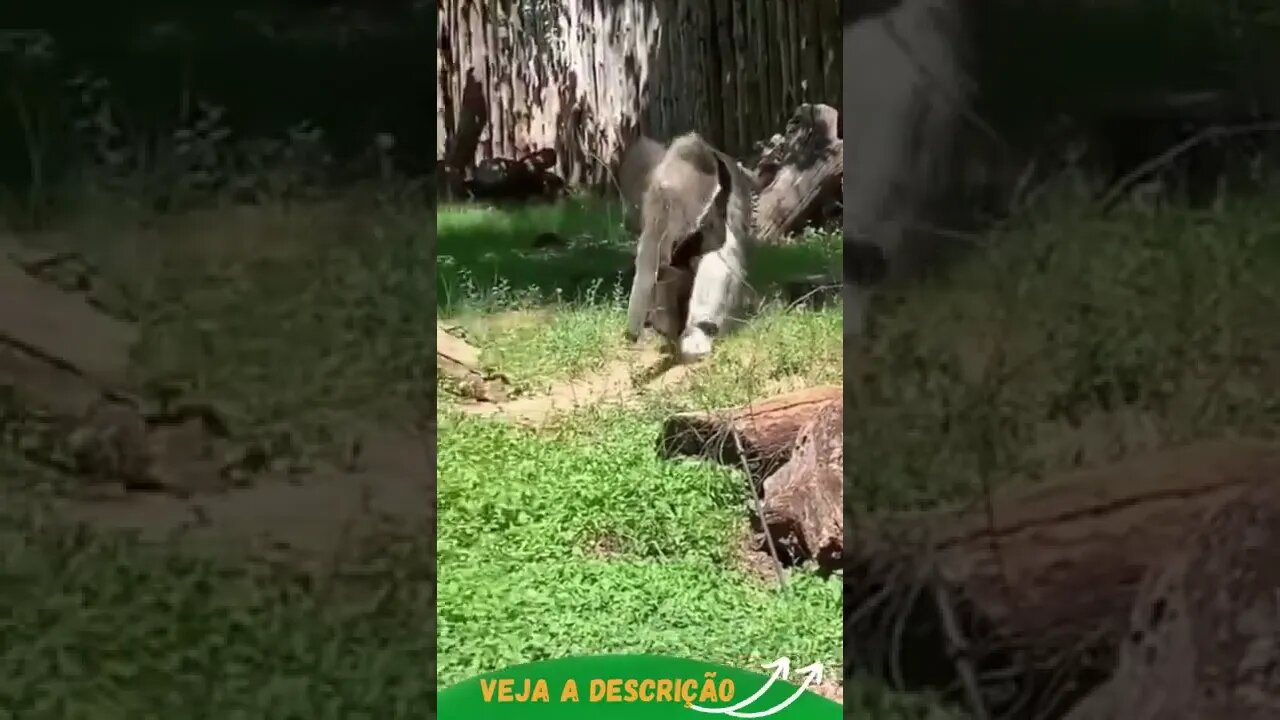 COMO É UM TAMANDUÁ #shorts