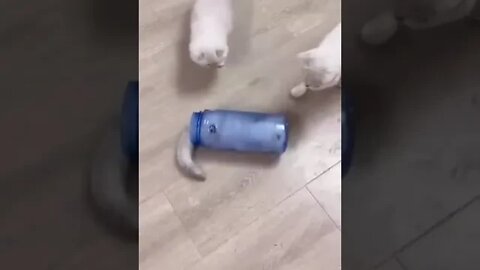 cute cat videos 😹 funny videos 😂 1087 😻 #shorts