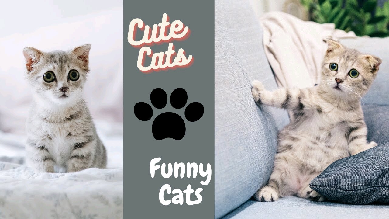 Cute Funny Cats Compilation - My Cat Made me laugh all day