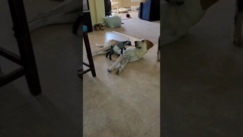 Let me sleep little boy 😂💞😂😂|| #Shorts