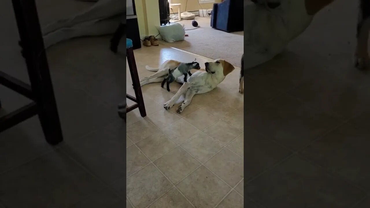 Let me sleep little boy 😂💞😂😂|| #Shorts