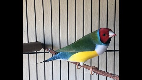 Gouldian Finch male Courtship Dance